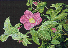 Hummingbird Rose