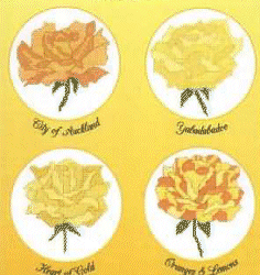 NZ Roses - Yellow