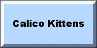 Calico Kittens Designs