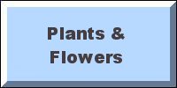 Plants & Flowers Iron On Transfers