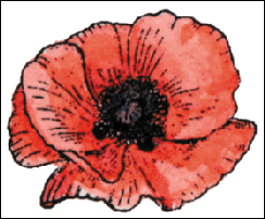 Poppy Etching