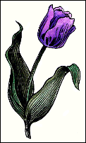 Tulip