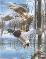 Timber Mallards