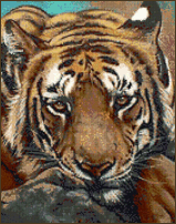 Siberian Tiger