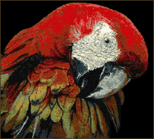 Macaw published by Kustom Krafts
