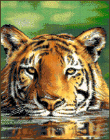 Water Tiger II