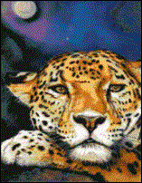 Jaguar Moon