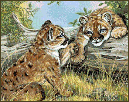Baby Cougars