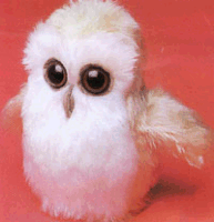 Baby Owl