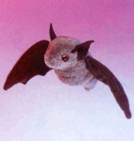 Bat