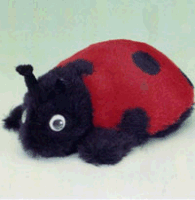 Ladybird