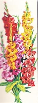 SEG 950.83 Glaieuls Gladiolis