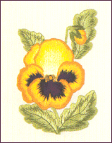 Pansy