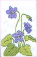 Violets