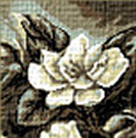 Krif # 428 - Magnolia 1