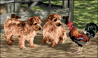 Norfolk Terriers in Barnyard