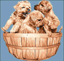 Norfolk Terrier Puppies