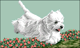 West Highland White Terrier