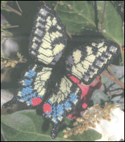 Old World Swallowtail Butterfly