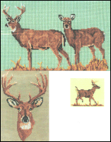 White Tailed Deer