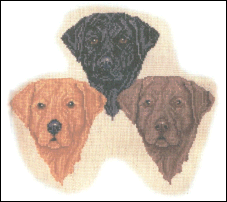 Labrador Retriever