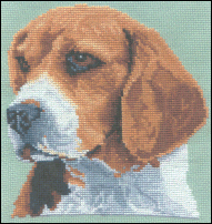 Beagle