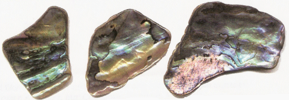 Large Paua Pieces