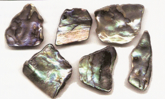 Medium Paua Pieces